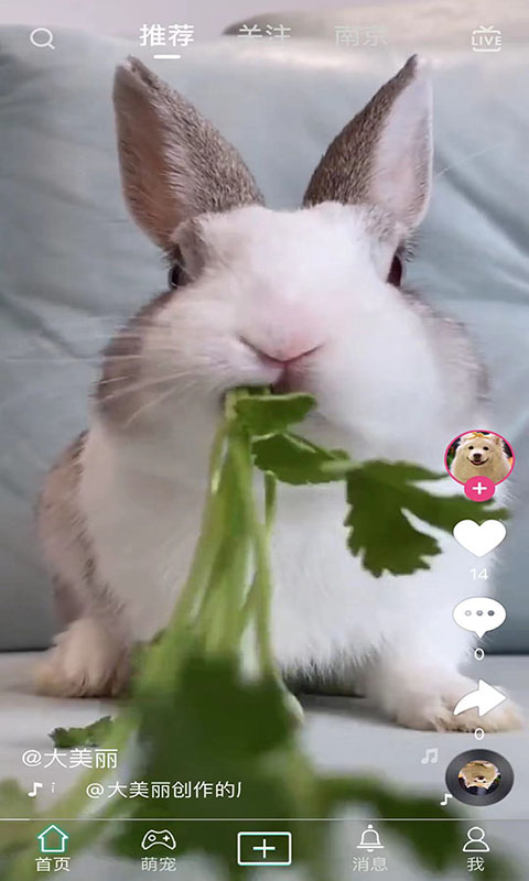 抖宠